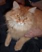 Maine Coon Deckkater dringend gesucht