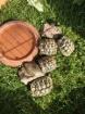 Verkaufe griechische Landschildkröten
